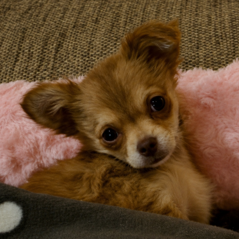 Ivy June of Sun Valley (2)